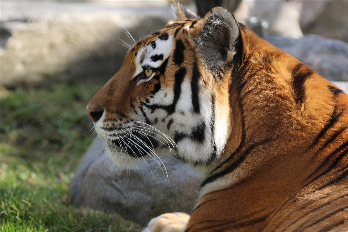 Biofact Bonanza at The Toronto Zoo