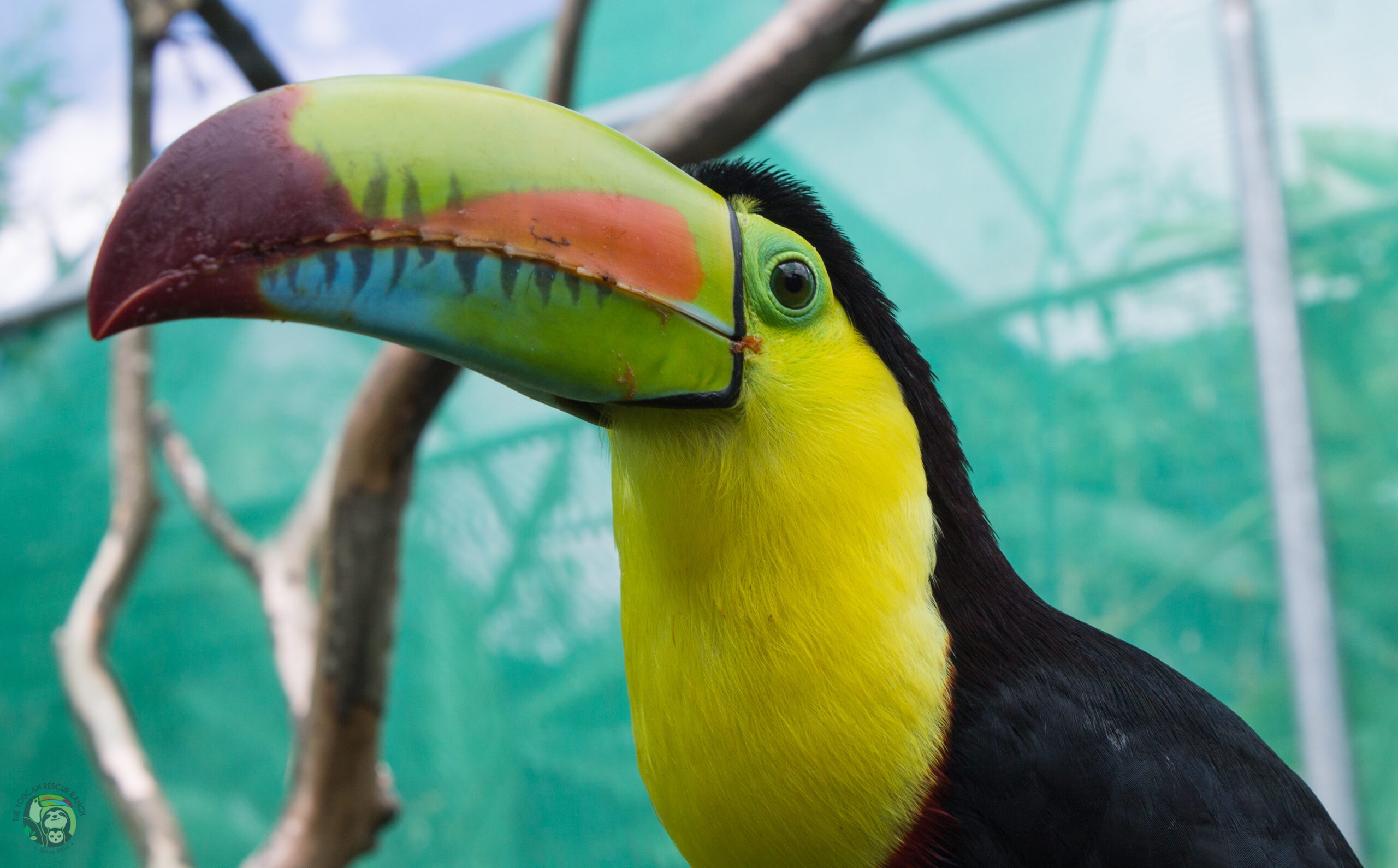 Toucans and Parrots at the Toucan Rescue Ranch