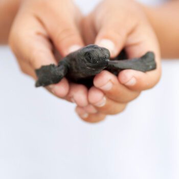 Sea Turtle Release Live in Nicaragua