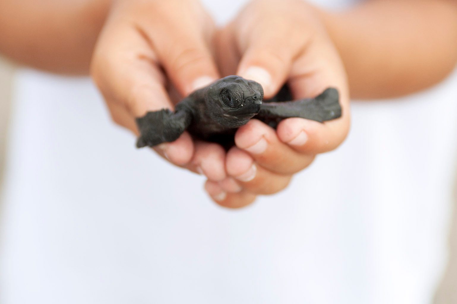 Sea Turtle Release Live in Nicaragua