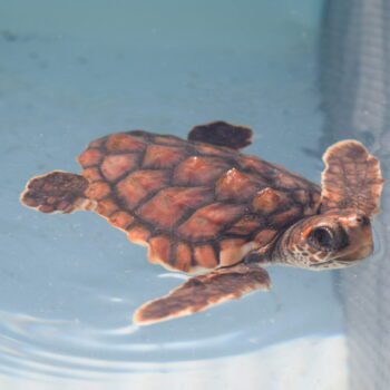 Live from the Turtle Hospital in the Florida Keys