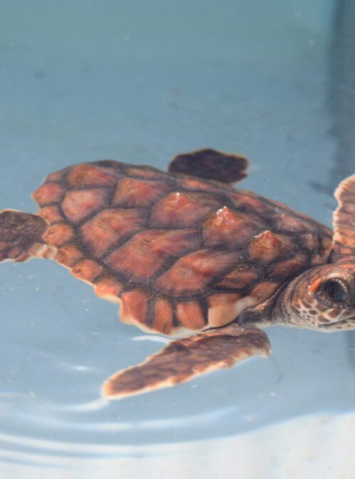 Live from the Turtle Hospital in the Florida Keys