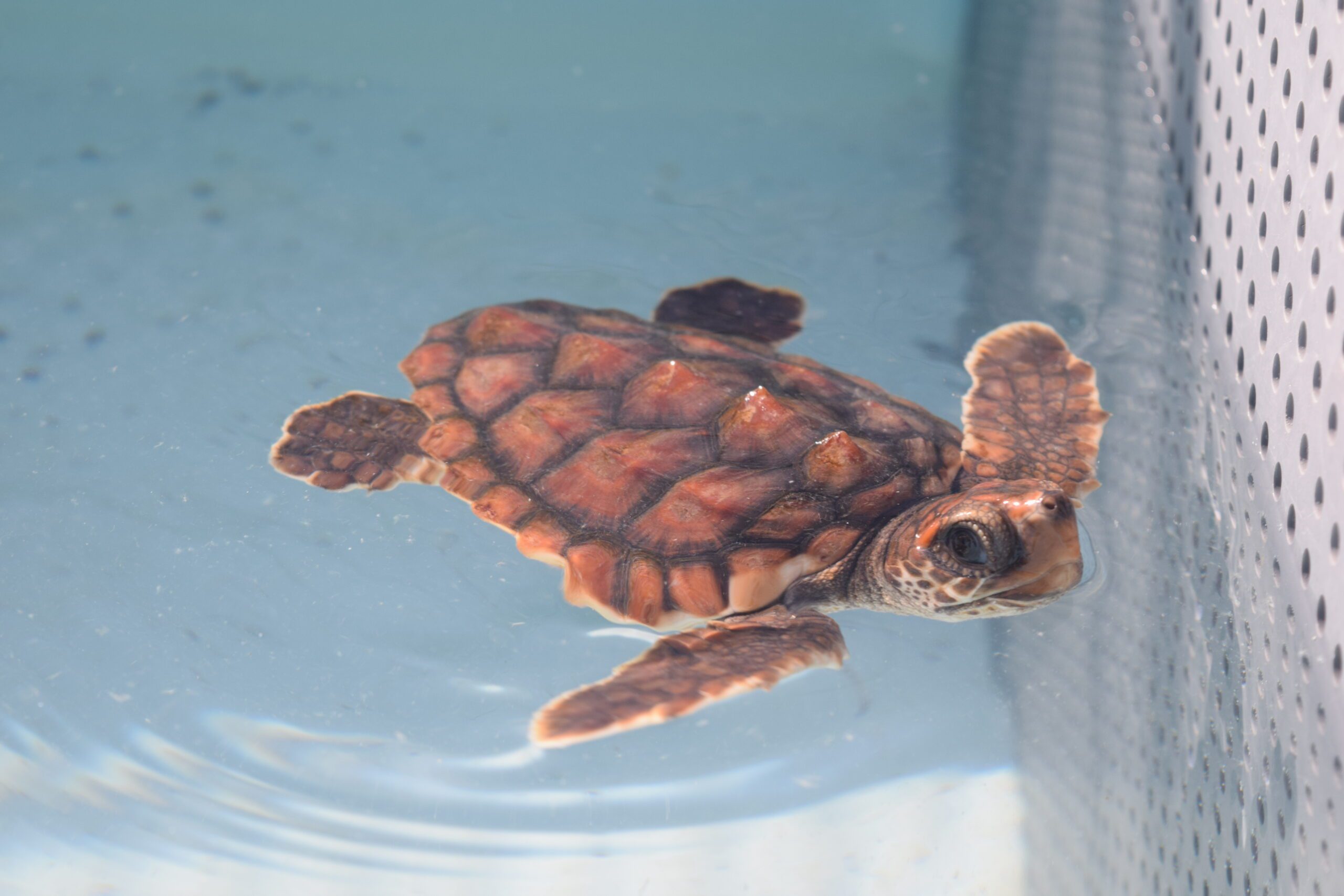 Live from the Turtle Hospital in the Florida Keys