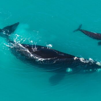 Understanding South Africa’s Southern Right Whale Population