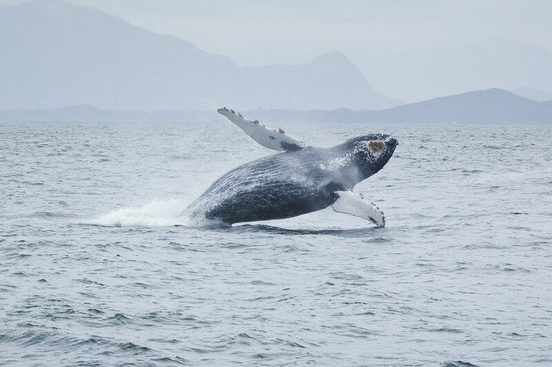 Whales with Rhyl Frith