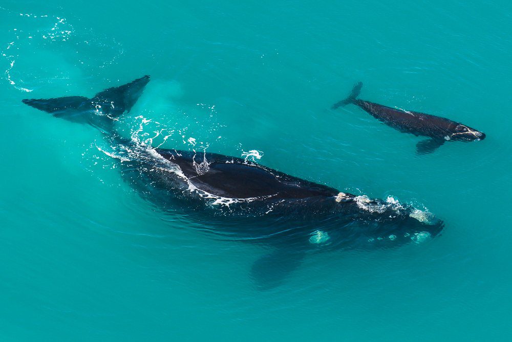 Understanding South Africa’s Southern Right Whale Population
