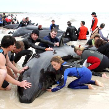 Why Do Marine Mammals Strand On Land?