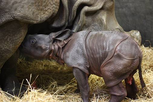 Who’s New at the Zoo?