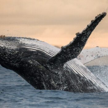 Whales Tales of the Pacific Coast