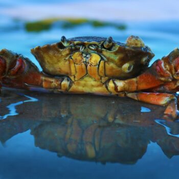 Life at the Tide Line