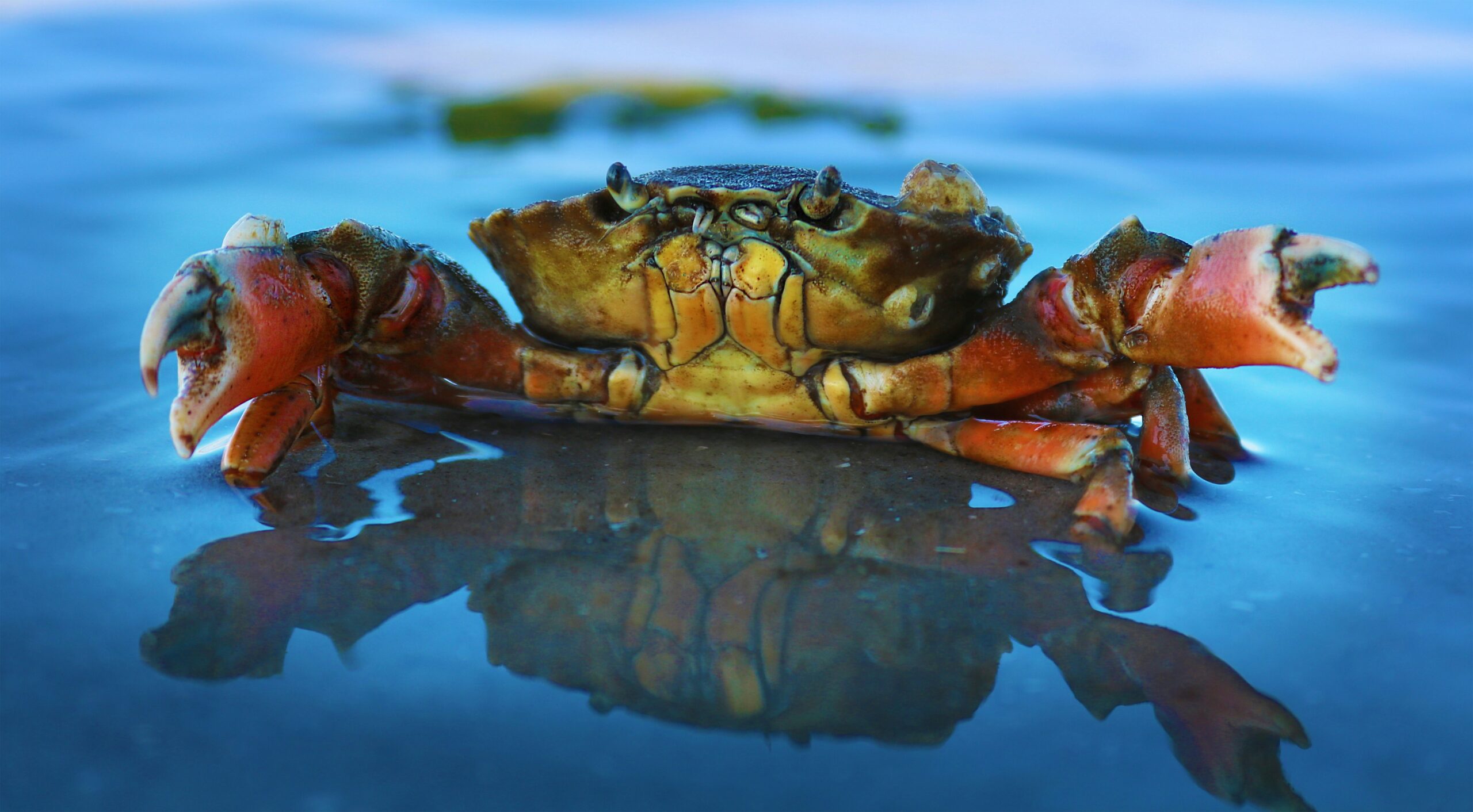 Life at the Tide Line