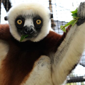 Live From the Lemur Forest at Duke Lemur Center