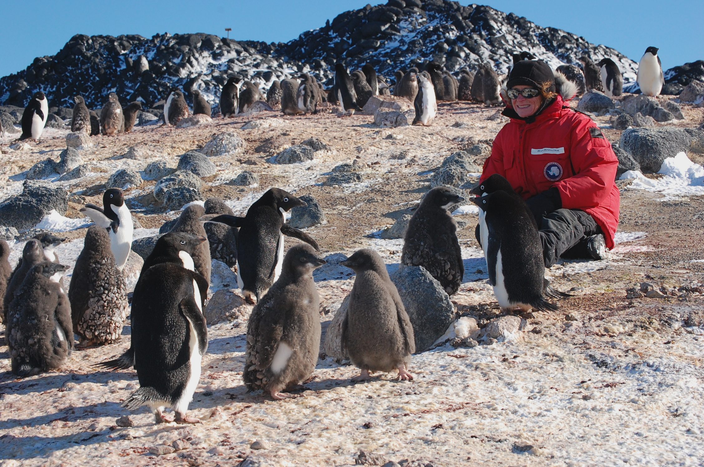 Live From An Adelie Penguin Colony in Antarctica