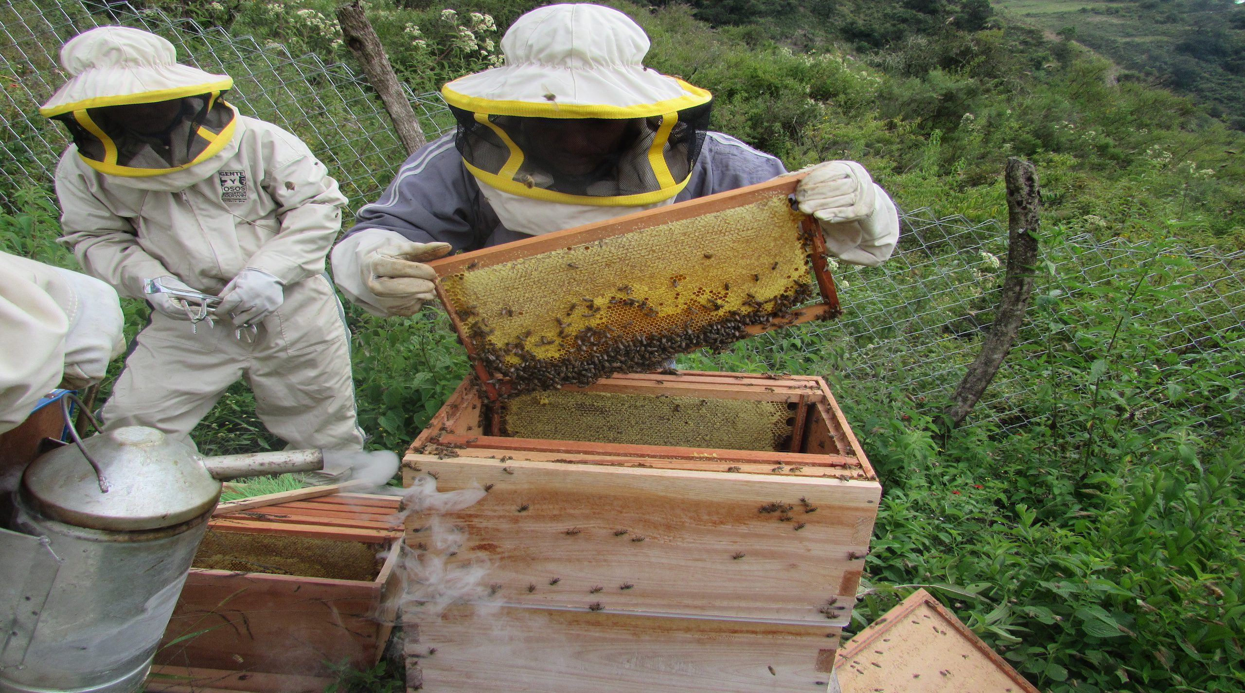 Daily Dive # 132 | How Honey is Saving the Real Paddington Bear