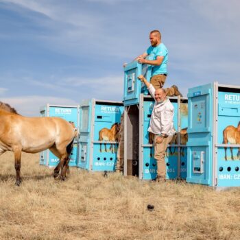 Reintroducing Przewalski’s Horse to Kazakhstan