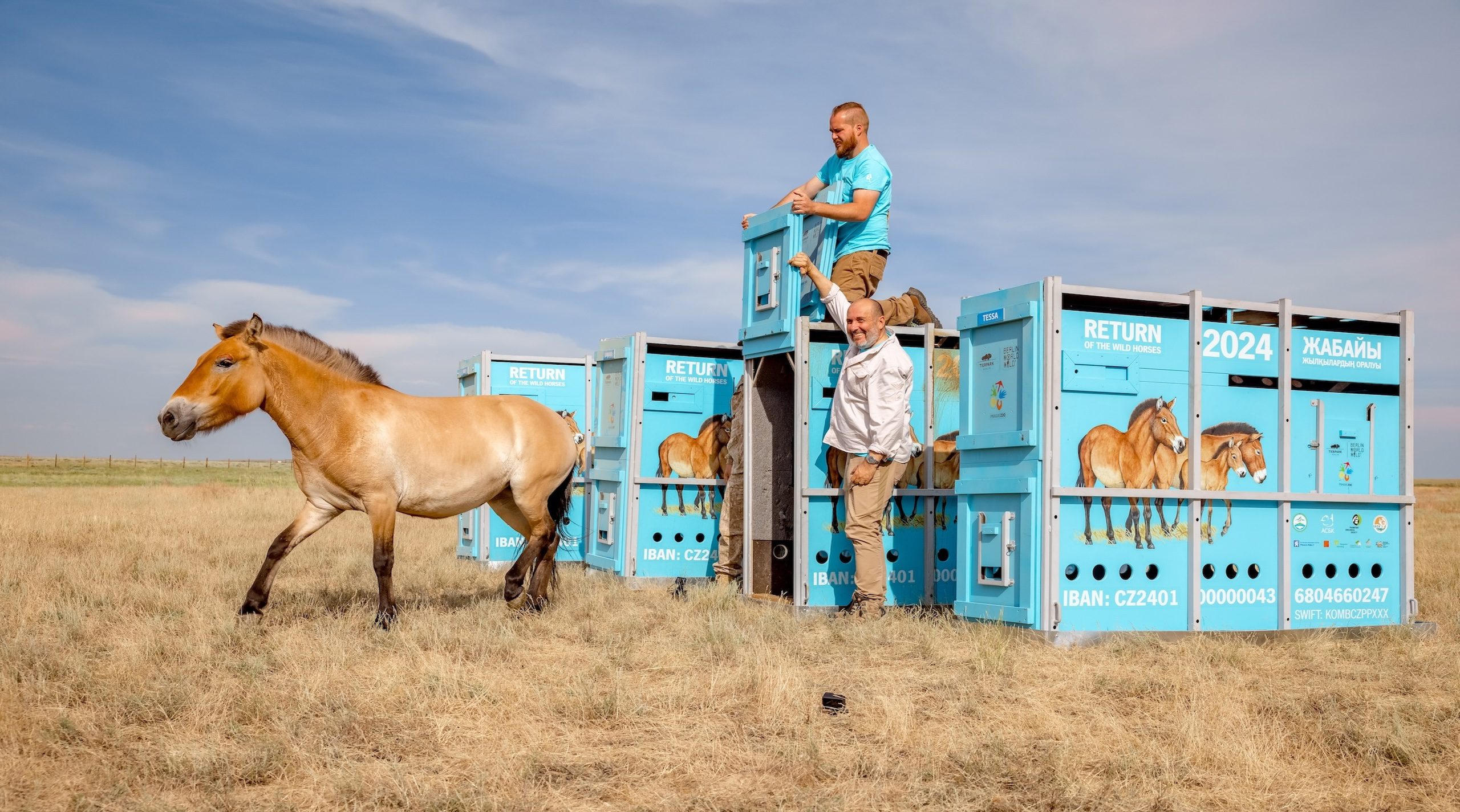 Reintroducing Przewalski’s Horse to Kazakhstan