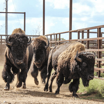 Wild Hope for Bison with the Osage Nation