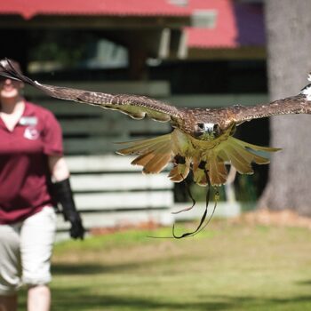 Birds of Prey With Vermont Institute of Natural Sciences