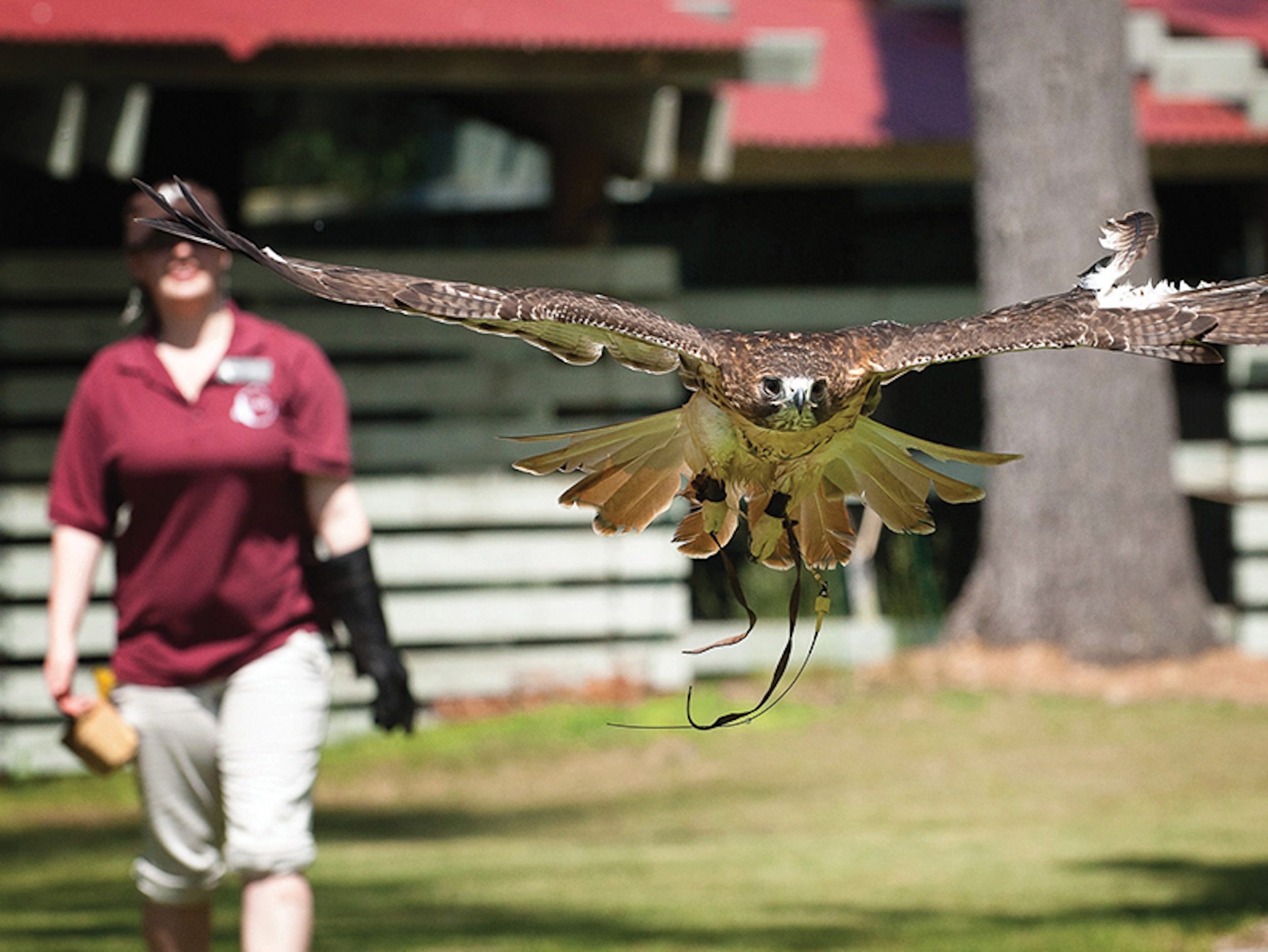 Birds of Prey With Vermont Institute of Natural Sciences