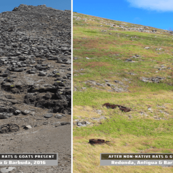 Redonda: What Happens When You Give Nature Space