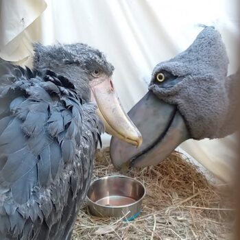Raising Shoebills with Maggie Hirschauer
