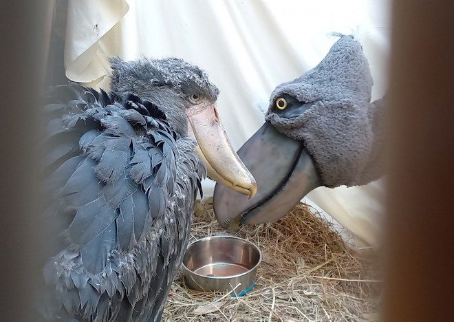 Raising Shoebills with Maggie Hirschauer