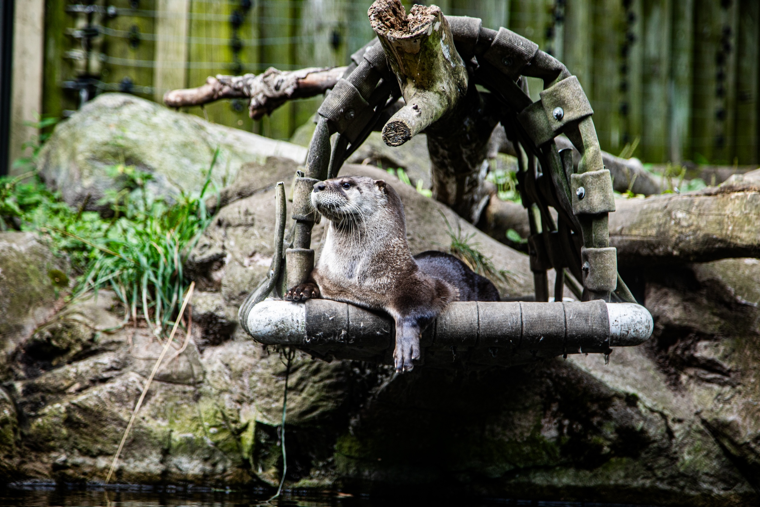 Animal Christmas Presents at the Toronto Zoo