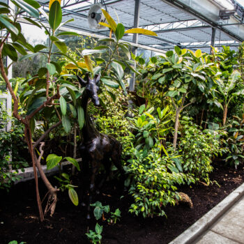 A Greenhouse Adventure at the Toronto Zoo