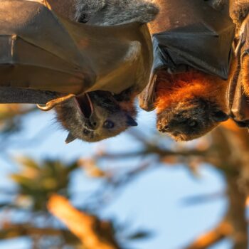 Daily Dive # 148 | Exploring Sydney’s Largest Camp of Grey-Headed Flying-Foxes