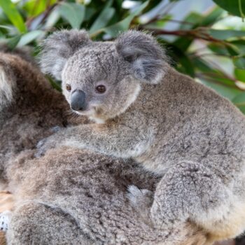 Daily Dive # 146 | Touring the Koala Hospital in Port Stephens