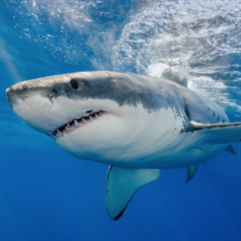 Sharks of the world with Ocean Wise