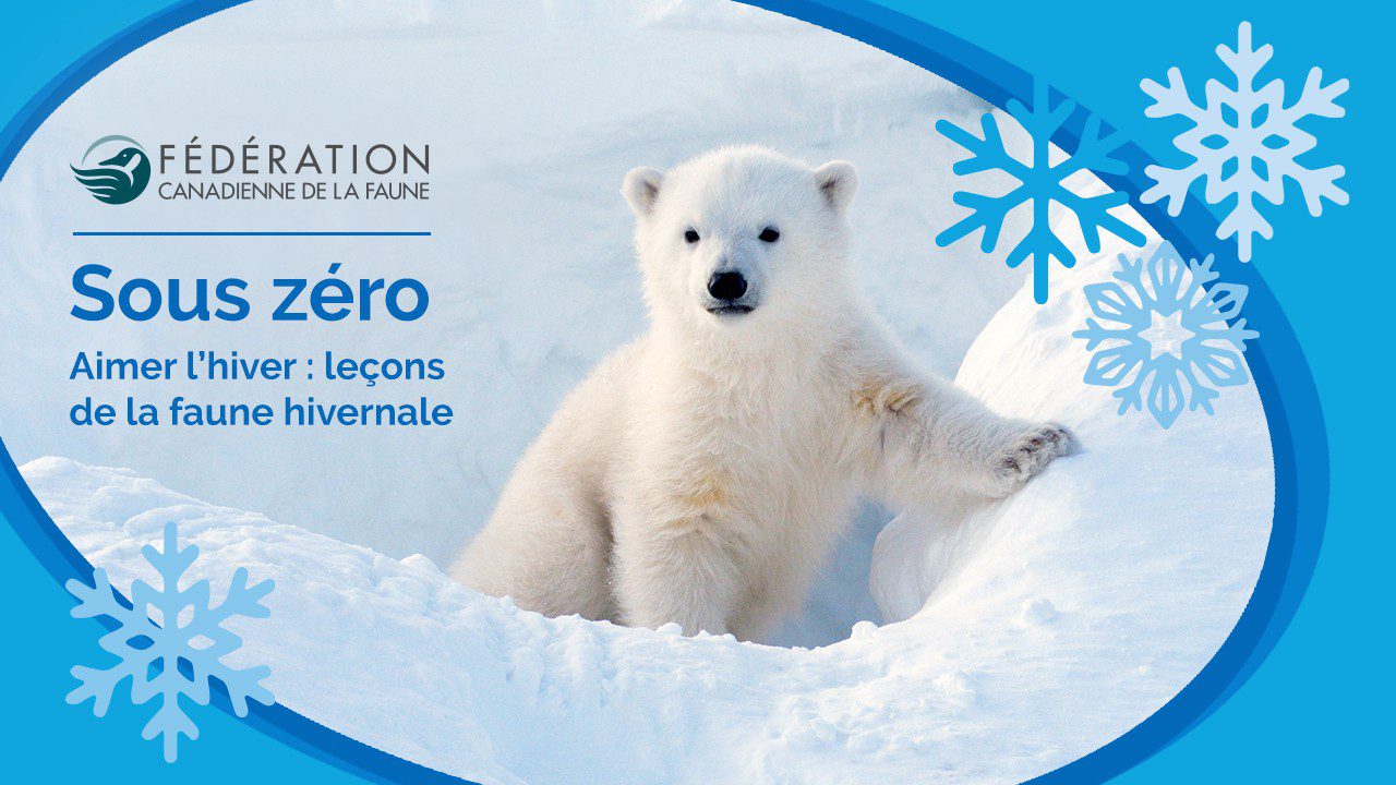 Aimer l’hiver : leçons de la faune hivernale