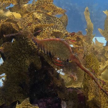 Daily Dive # 145 | Meet Australia’s Weedy Seadragon