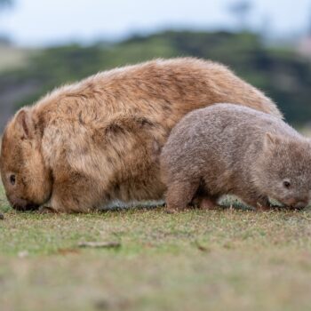 Adventures in Tassie: A Biodiversity Road Trip