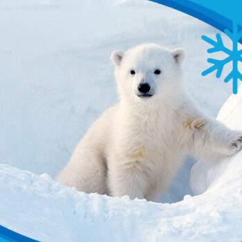 Embrace the Chill: Lessons from Winter Wildlife