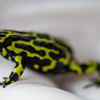 Daily Dive # 144 | Visiting Taronga Zoo’s Insurance Colony for the Northern Corroboree Frog