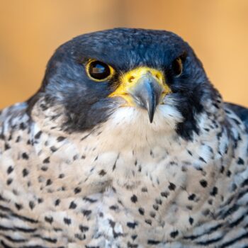 Daily Dive # 175 | Meet the Peregrine Falcon