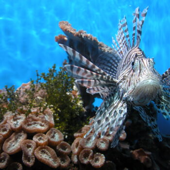 Invasive Species Awareness at The Toronto Zoo