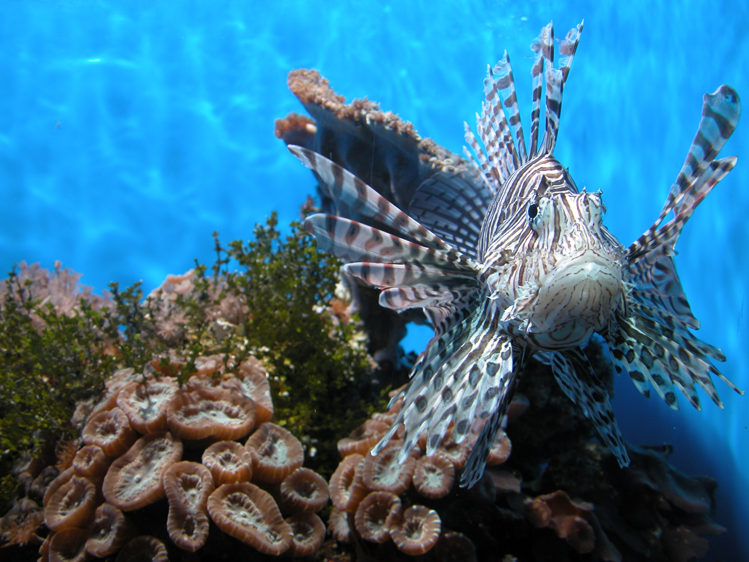 Invasive Species Awareness at The Toronto Zoo