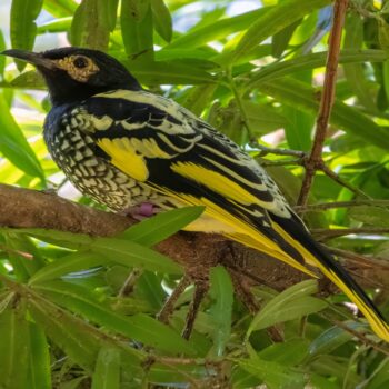 Daily Dive # 161 | Regent Honeyeater Conservation at the Taronga Zoo