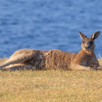 Daily Dive # 160 | The Wildlife of Maria Island