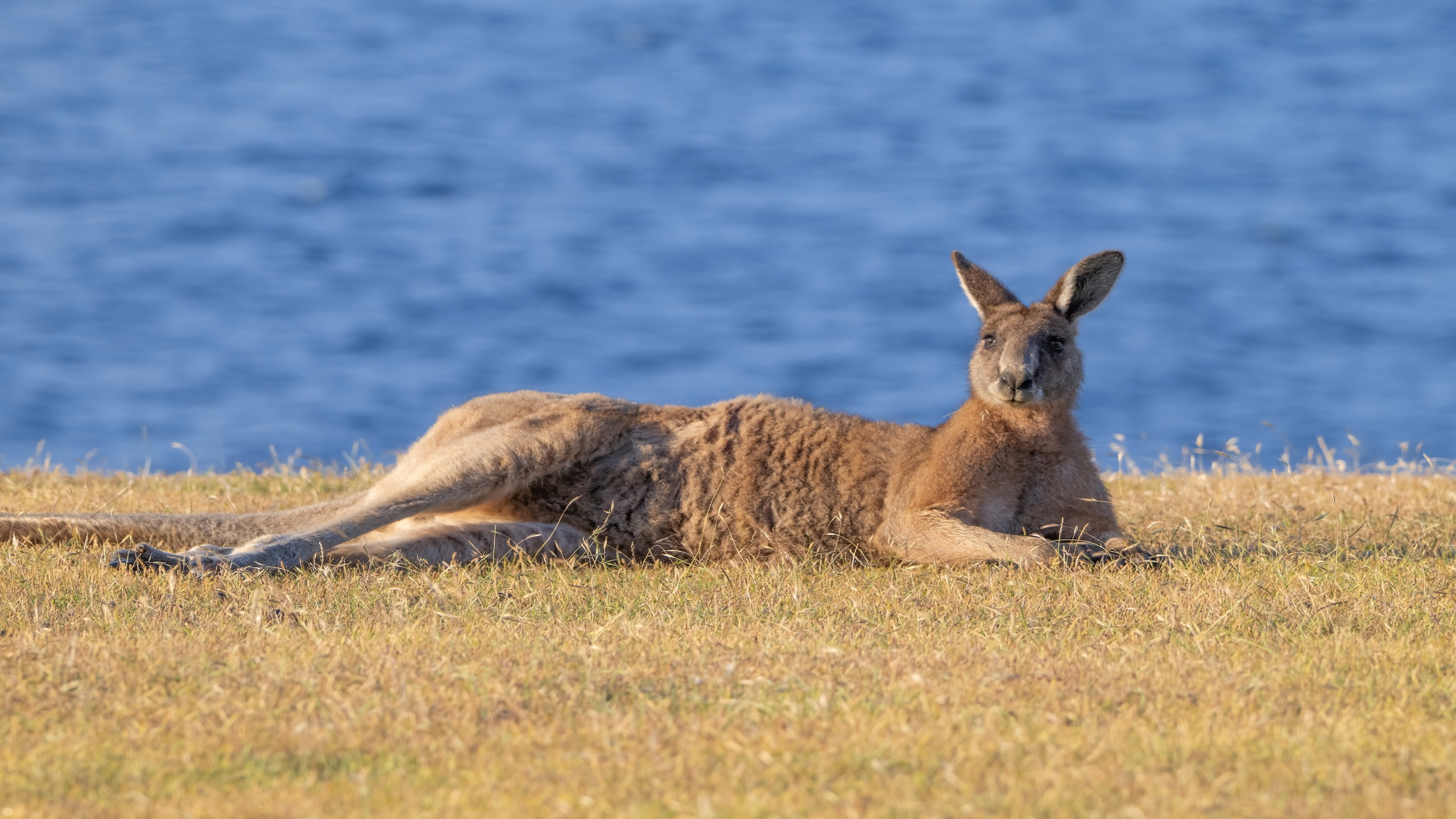 Daily Dive # 160 | The Wildlife of Maria Island