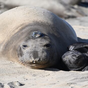Daily Dive # 188 | Capturing the Secret Life of Elephant Seals