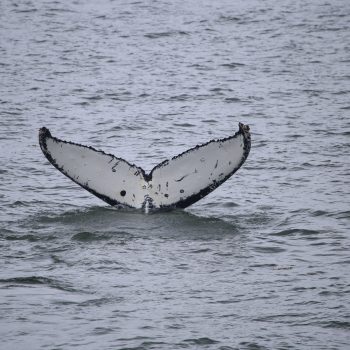 Around the Americas: Whale Identification and Hydrophones