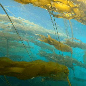 Around the Americas: Bull & Giant Kelp and Why Their Health Matters