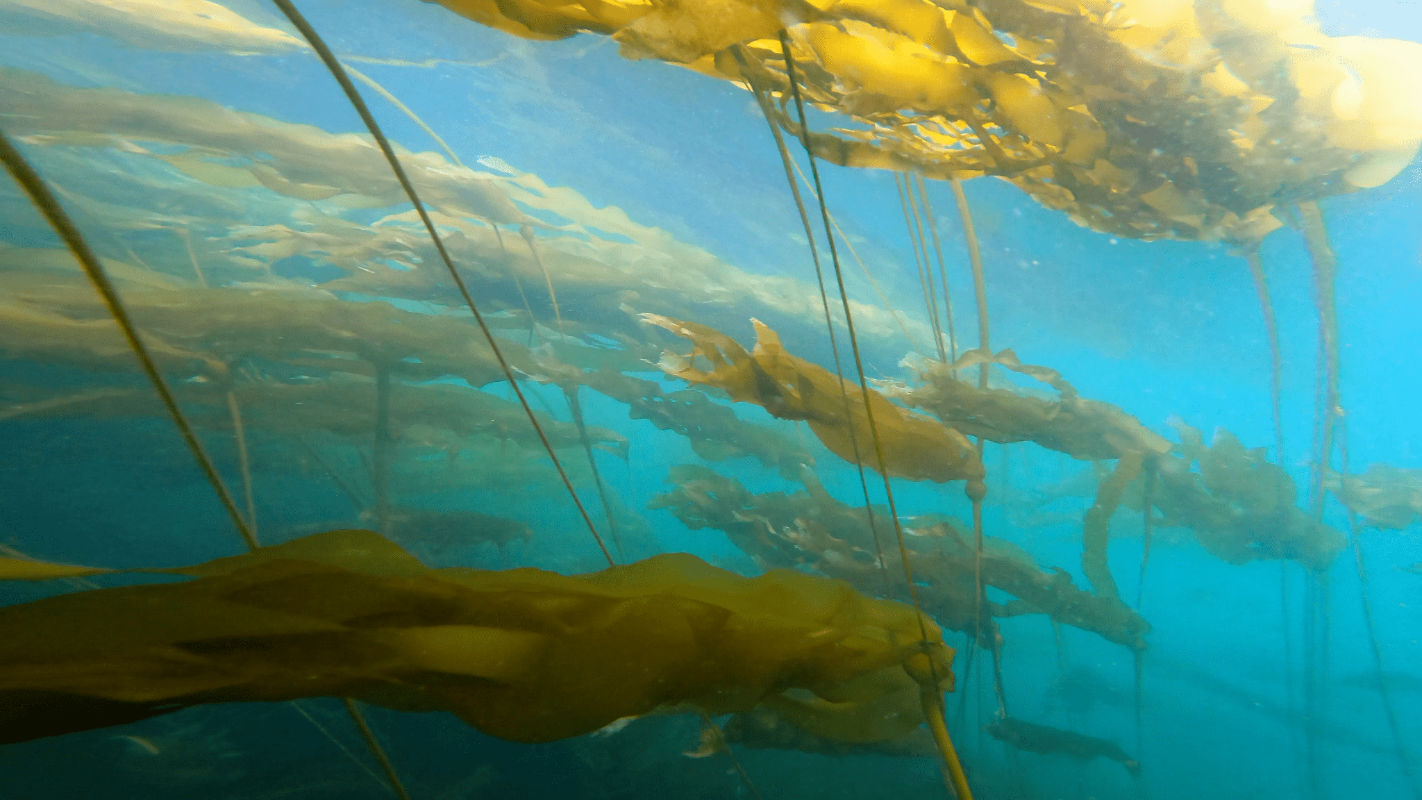 Around the Americas: Bull & Giant Kelp and Why Their Health Matters