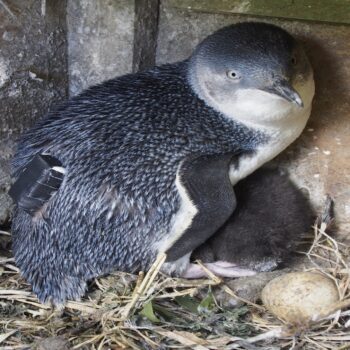 Daily Dive # 176 | A Big Study of the World’s Smallest Penguins