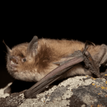 Have You Heard About Bats? 
