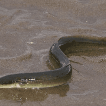 Feel Like an Eel 