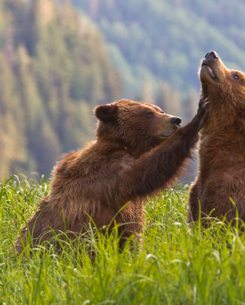 National Wildlife Week Webinar Series